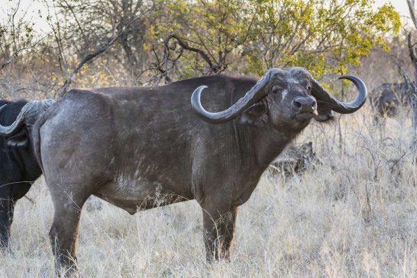 South Africa, Side view of Cape buffalo